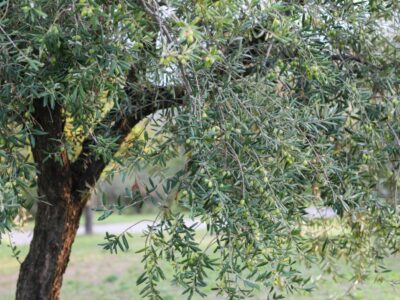 palazzo varignana olive e raccolta